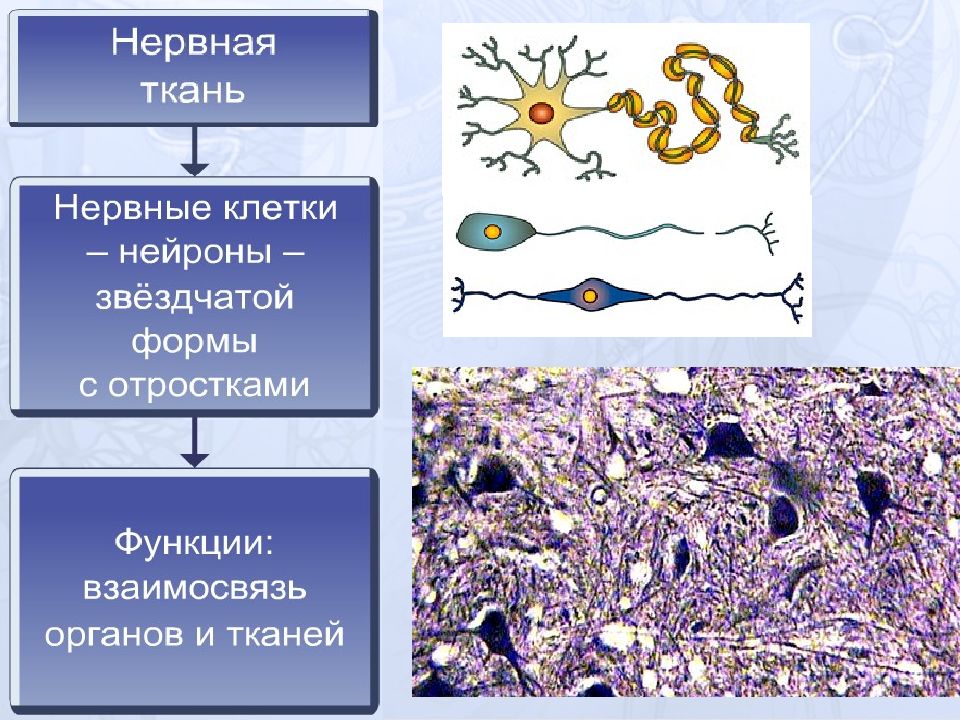 Единица ткани. Звездчатая форма клетки. Местонахождение нервной ткани. Нервные клетки звездчатой формы функции!. Звездчатые клетки с отростками ткань.