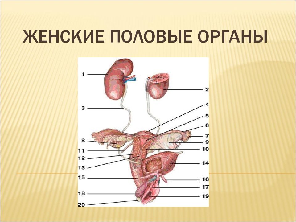 Схематичное изображение женских половых органов