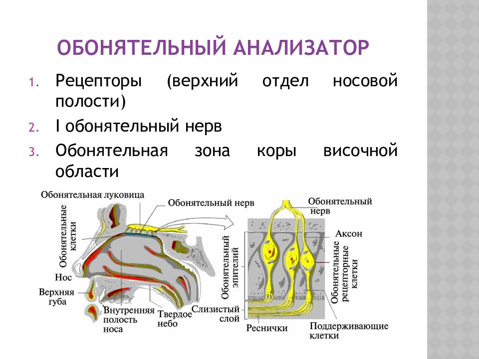 Презентация на тему обонятельный анализатор