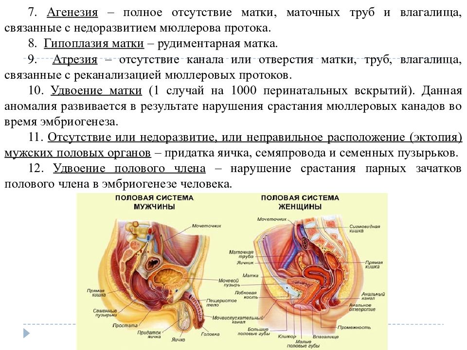 Развитие Влагалища Фото