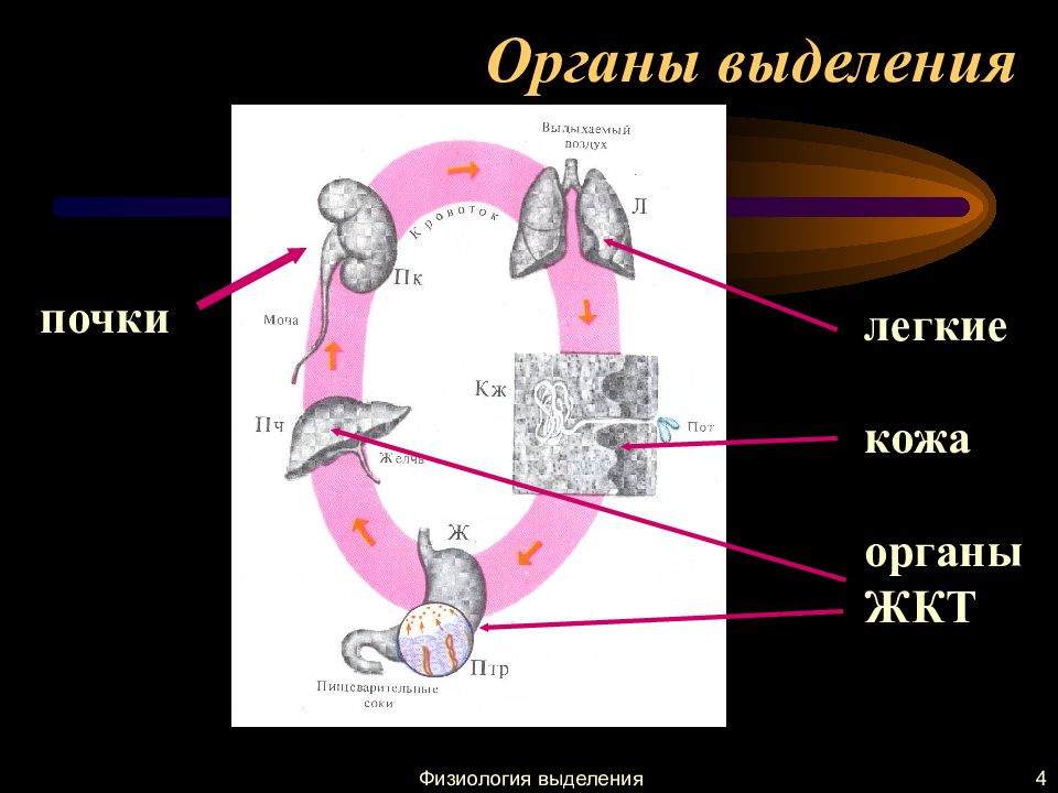 Физиология выделения презентация