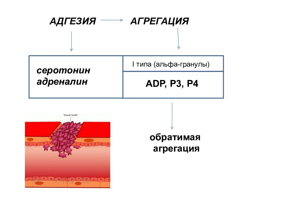 Гемостаз картинки для презентации