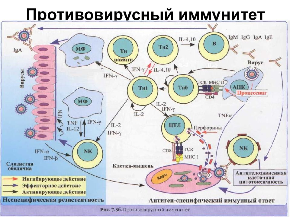 Иммунного е. Схема противовирусного иммунного ответа. Механизмы противовирусного иммунитета схема. Противовирусный иммунитет схема иммунология. Механизм противовирусного иммунного ответа.