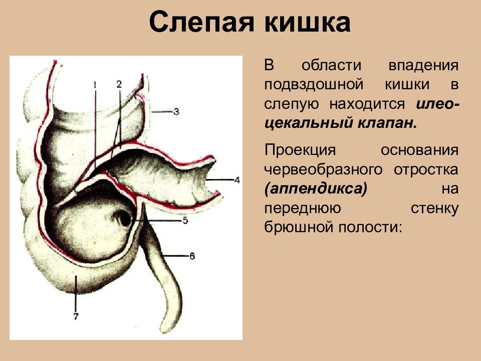 Слепая кишка короткая. Слепая кишка илеоцекального клапана. Слепая кишка анатомия человека. Слепая кишка с аппендиксом функции. Толстая кишка илеоцекальный клапан.
