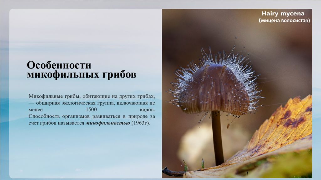Особенности микофильных грибов Hairy mycena ( мицена волосистая) Микофильные