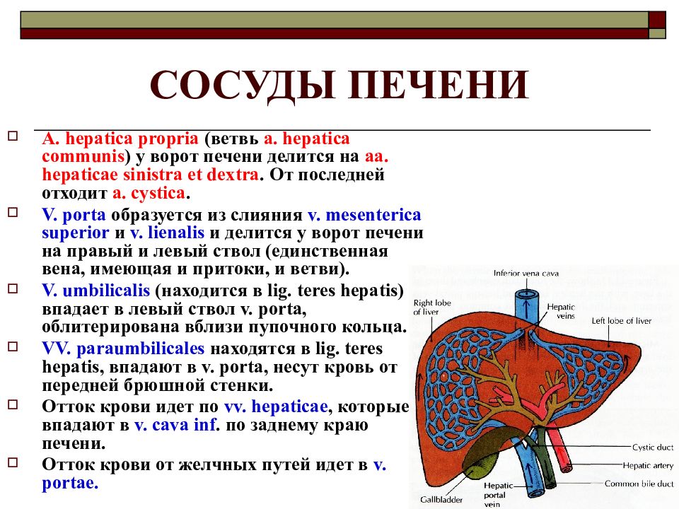 Кровоток печени схема