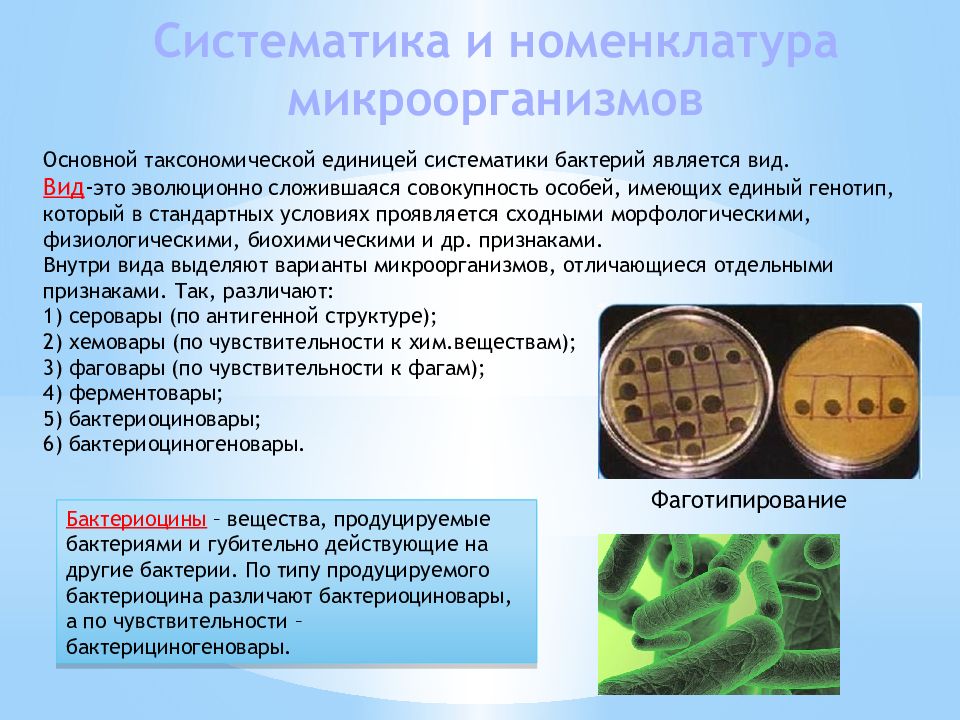 Классификация микроорганизмов микробиология презентация