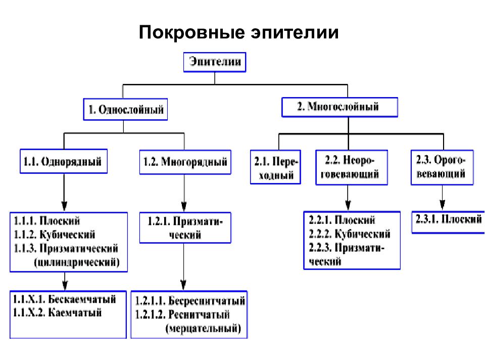 Классификация эпителиальной ткани схема. Классификация эпителия схема. Эпителий однослойный многослойный схема. Эпителиальная ткань схема.