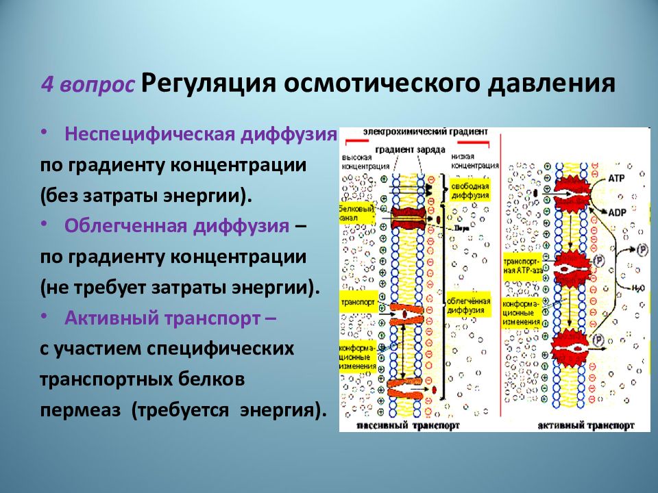 Диффузия по градиенту концентрации. Регуляция осмотического давления крови. Механизм регуляции осмотического давления. Механизмы регуляции осмотического давления крови. Схема регуляции осмотического давления.