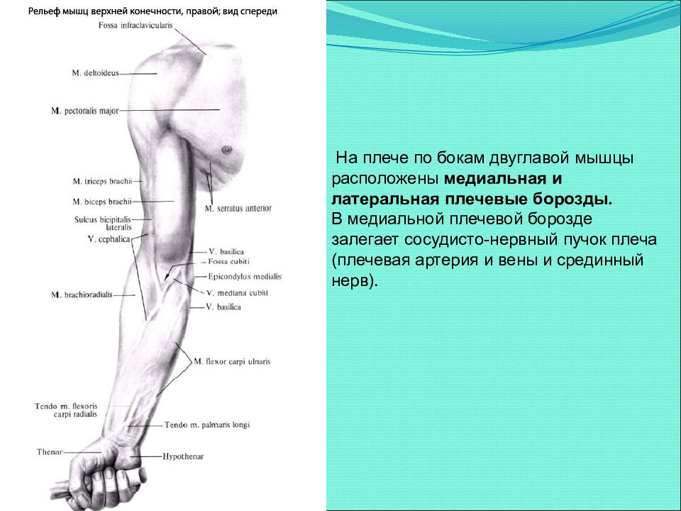 Борозды плеча. Медиальная биципитальная борозда. Медиальная и латеральная борозда двуглавой мышцы. Медиальная борозда двуглавой мышцы. Медиальная борозда двуглавой мышцы плеча.