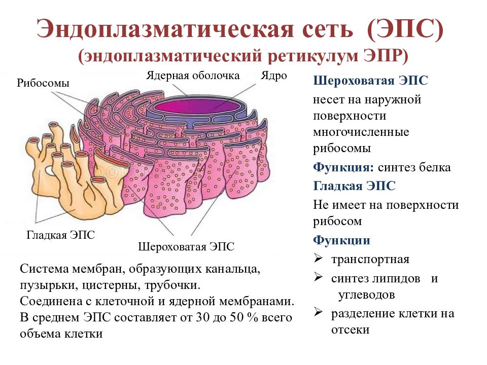 С какими особенностями строения связана. Эндоплазматическая сеть ретикулум функции. Гранулярная эндоплазматическая сеть функции. Гладкая эндоплазматическая сеть функции. Гладкая эндоплазматическая сеть в клетке.