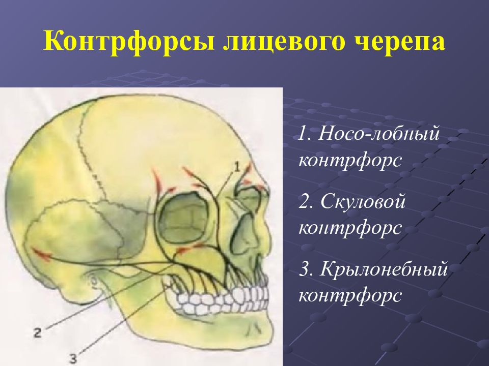 Развитие лицевой области. Контрфорсы черепа нижней челюсти. Контрфорсы черепа анатомия. Контрфорсы черепа верхней челюсти. Крылонебный КОНТРФОРС.