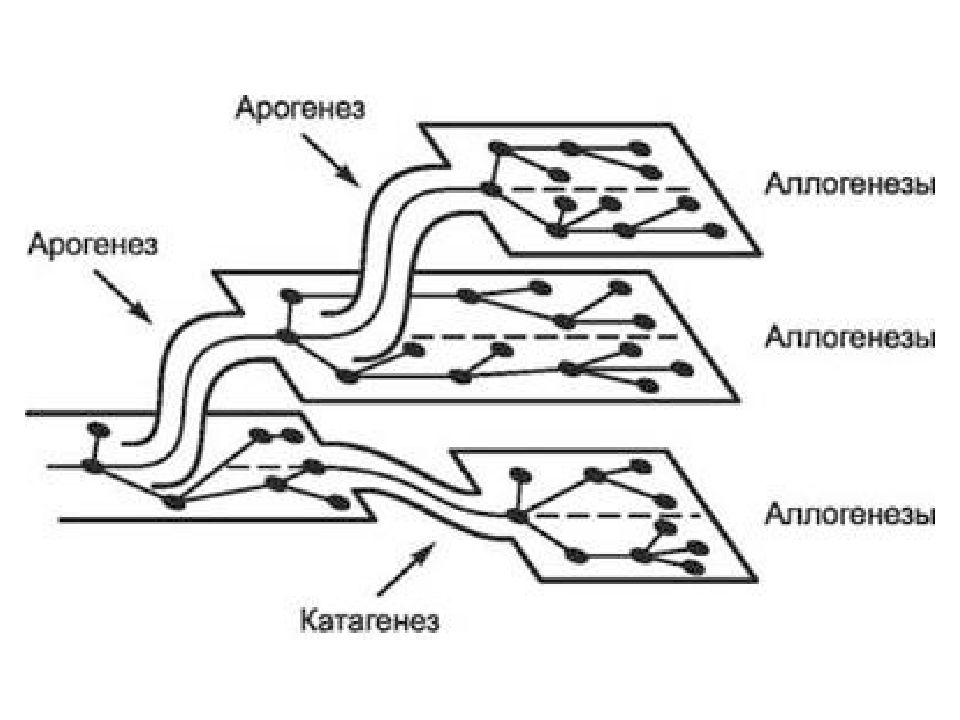 Арогенез аллогенез катагенез презентация