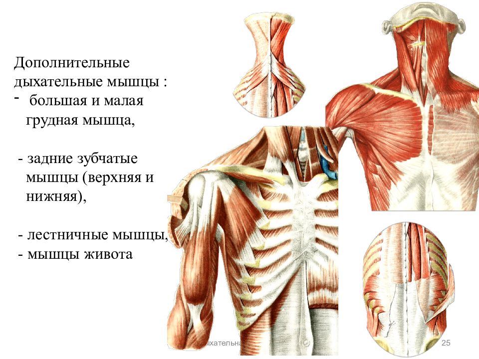 Мышцы легких. Вспомогательные дыхат мышцы. Межреберные мышцы дыхание. Малая грудная мышца иннервация. Мышцы спины участвующие в акте вдоха.
