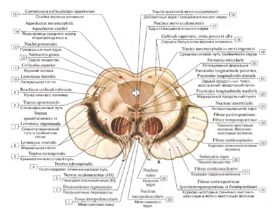 Медиальная петля. Спинномозговая петля среднего мозга. Медиальный продольный пучок головного мозга. Межножковое ядро среднего мозга функции. Медиальная петля среднего мозга.