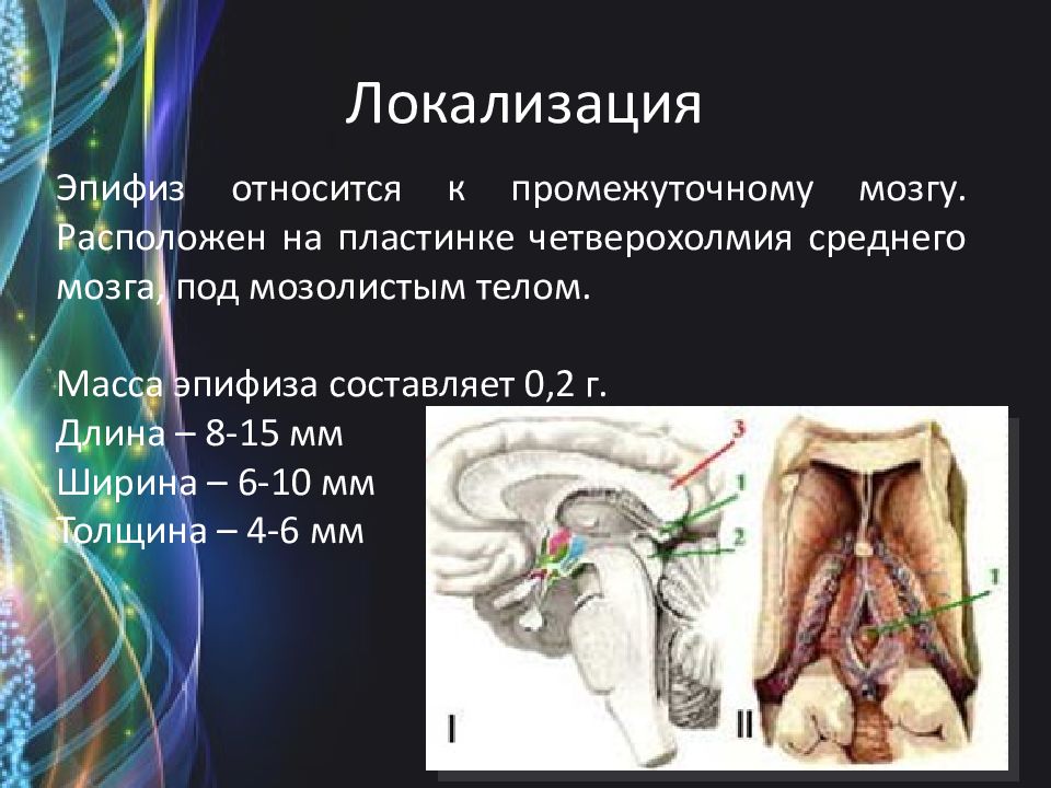 Фото шишковидной железы человека