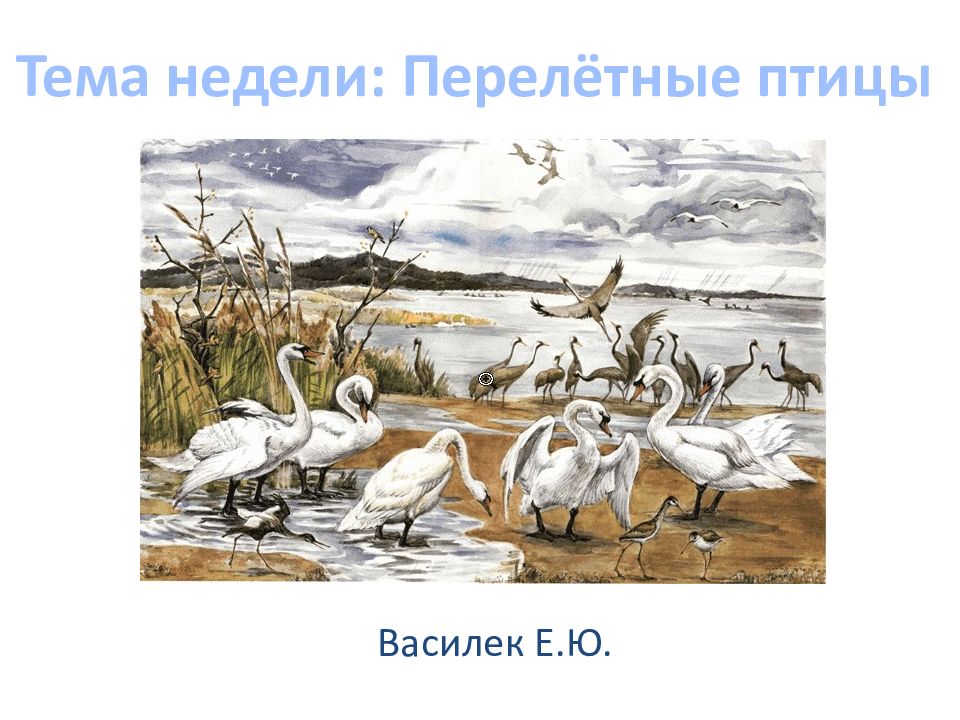 Василек Е.Ю. Тема недели: Перелётные птицы