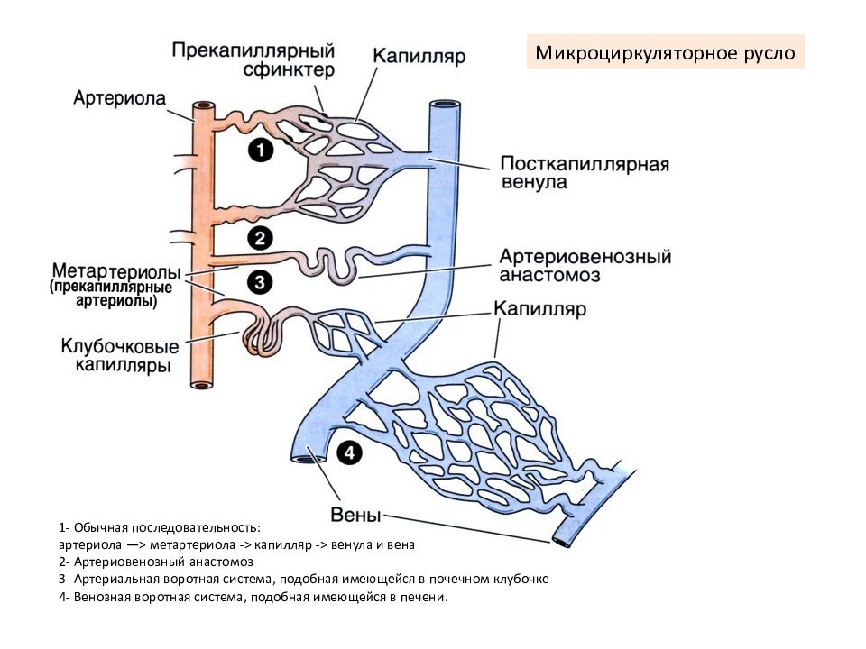 Микроциркуляторное русло схема