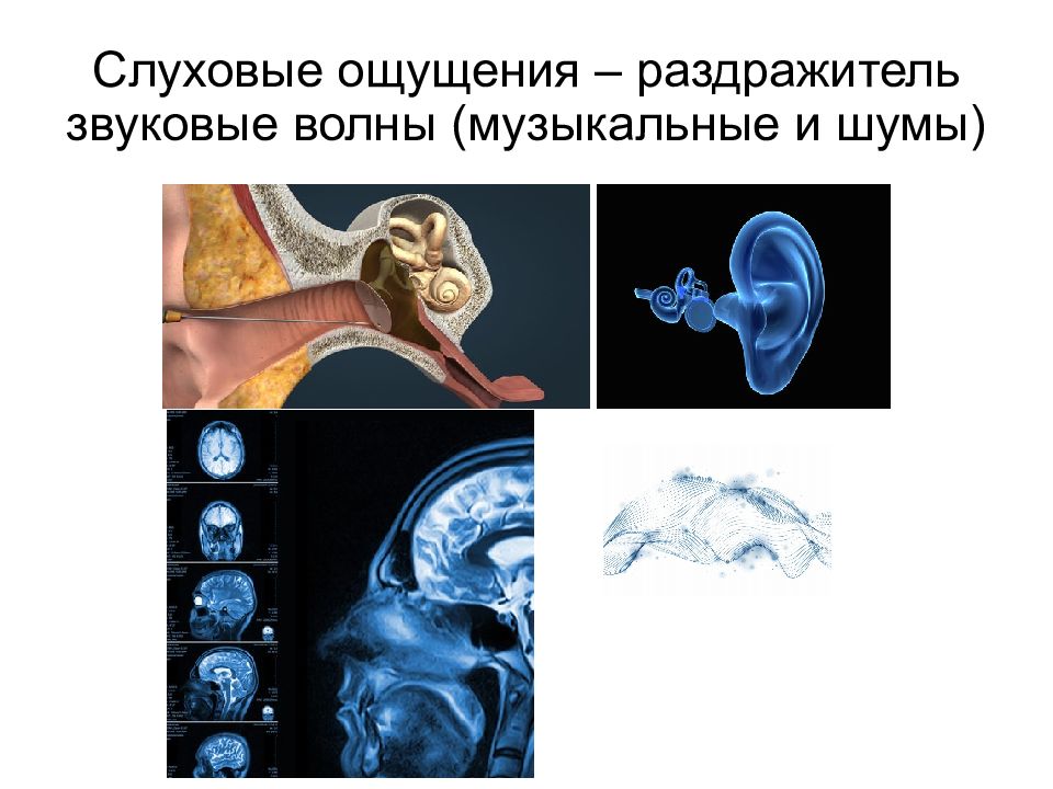 Слуховые ощущения