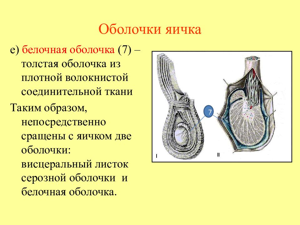 Оболочки яичка