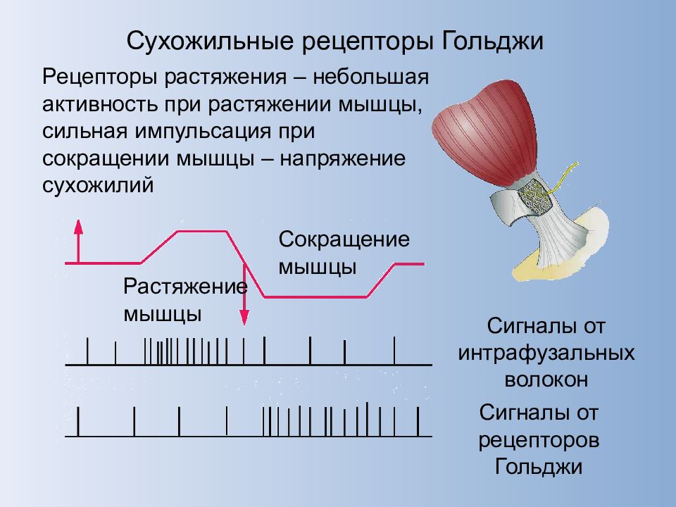 Возбуждение рецепторов. 7.3. Сухожильные рецепторы Гольджи. Рецепторы растяжения мышцы. Сухожильные рецепторы Гольджи механизм возбуждения. Рефлекс с сухожильных рецепторов Гольджи.