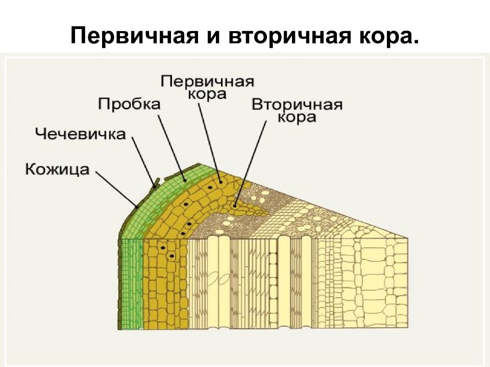 Строение коры стебля. Состав первичной коры стебля. Строение первичной коры стебля. Первичная кора и вторичная кора. Первичная кора первичного строения стебля.