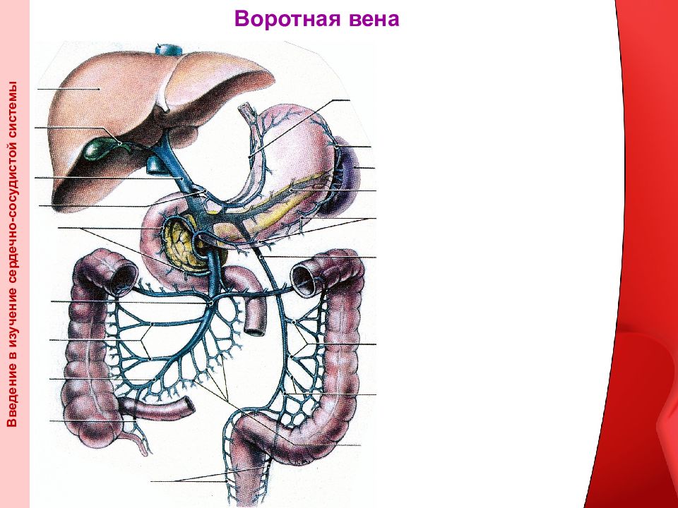 Вена воротная анатомия схема