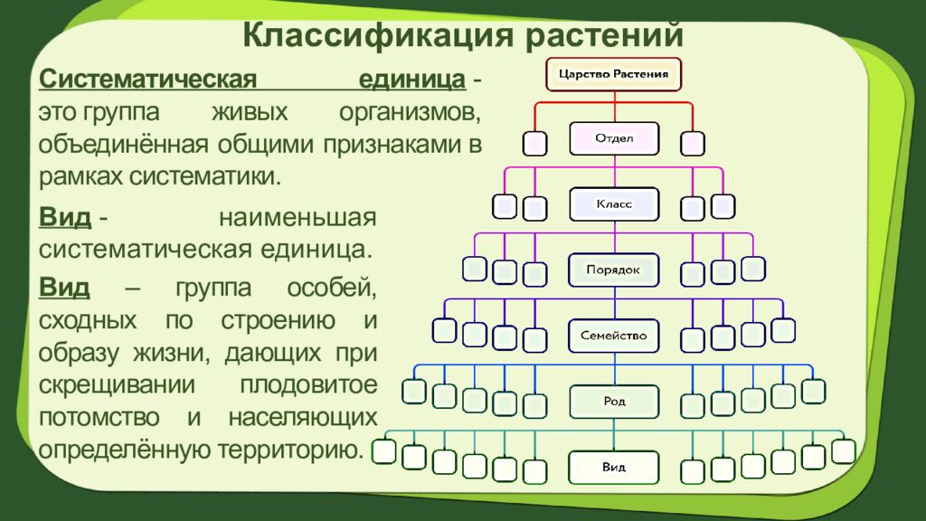Биология 7 класс Тема урока: § 2.Систематика растений