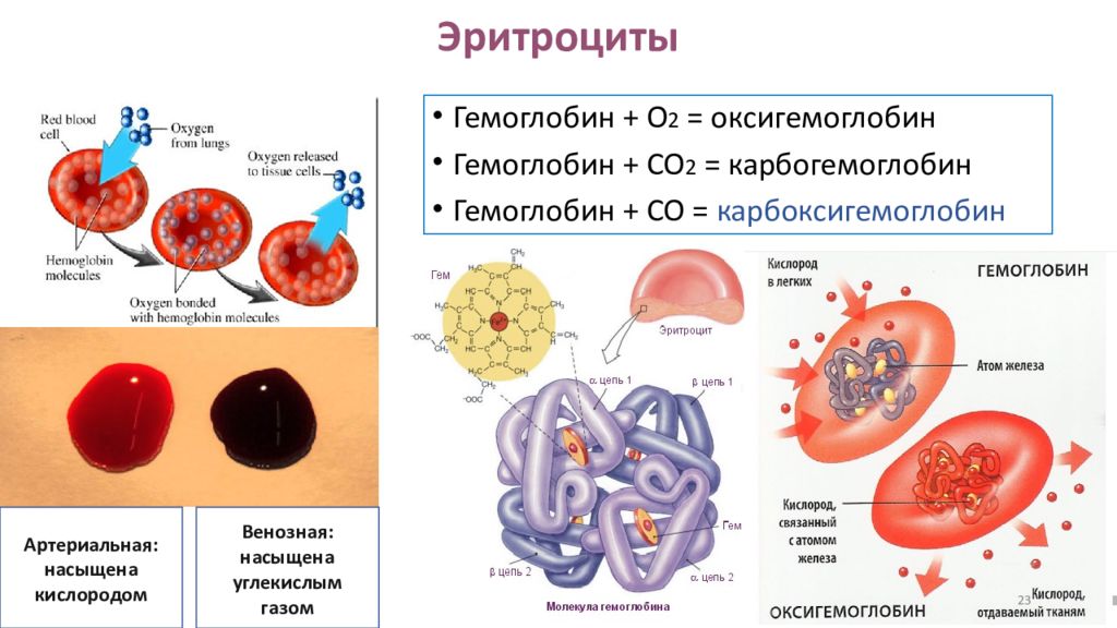 Ткань эритроцитов. Оксигемоглобин в легких и тканях карбогемоглобин схема.