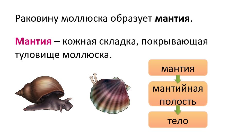 Раковину моллюска образует мантия.