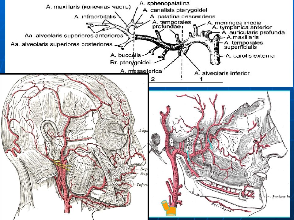 Пазуха с венозной кровью. Анастомозы лицевой артерии. Кровоснабжение лица и венозный отток. Кровоснабжение головы и шеи.