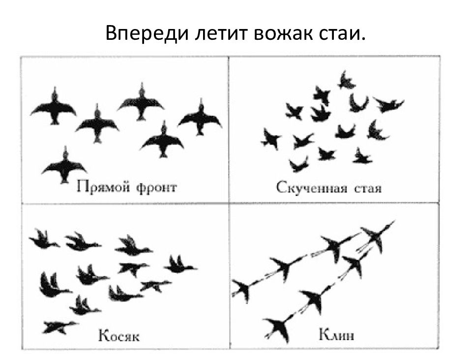 Рисунок косяк птиц для детей