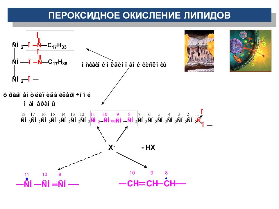 пероксидное окисление олеиновой кислоты