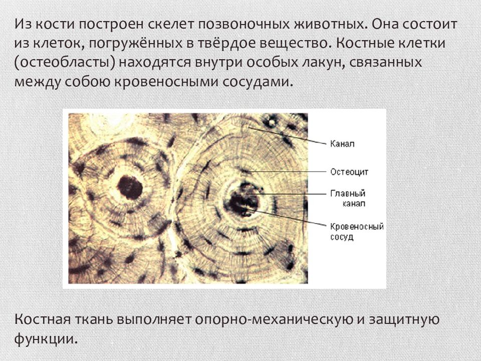 Костная ткань какой тип ткани