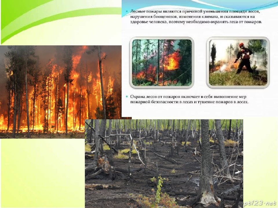 Лесная влияние на окружающую среду. Влияние вредных факторов на растения. Влияние лесных пожаров на растительность. Влияние лесных пожаров на здоровье человека. Влияние лесных пожаров на климат.
