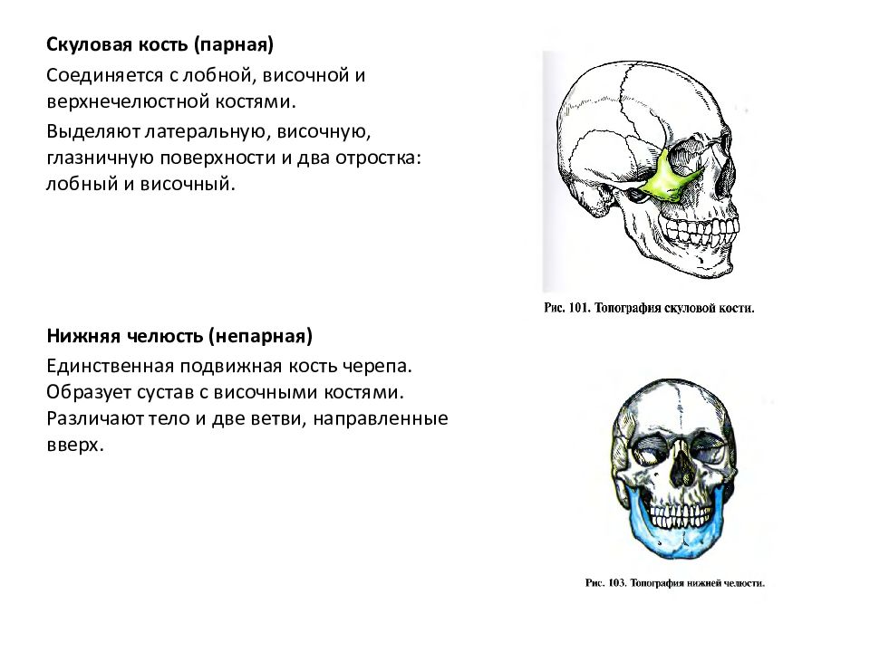 Гнойная остеология. Парными костями черепа являются.