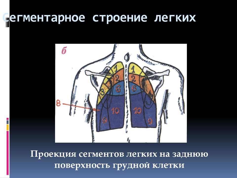 Пропедевтика органов дыхания презентация