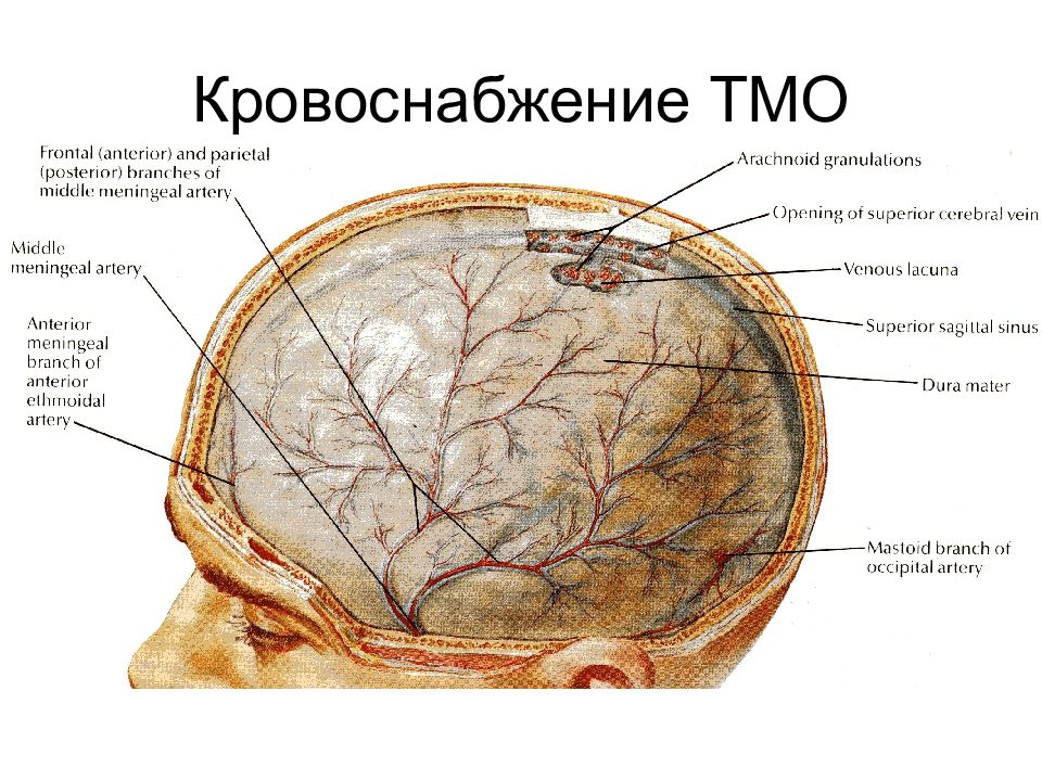 Оболочки головного мозга анатомия презентация