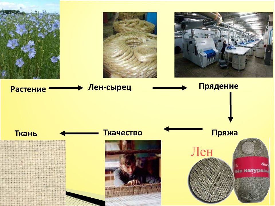 Лен картинки для презентации