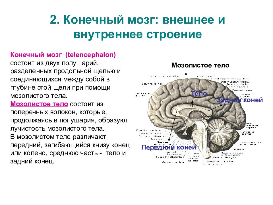 Конечный мозг презентация по анатомии