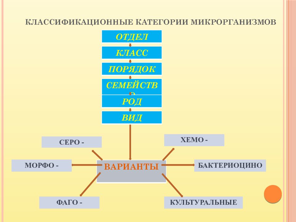 Морфология и систематика микроорганизмов презентация