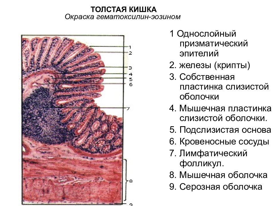 Толстая кишка рисунок гистология