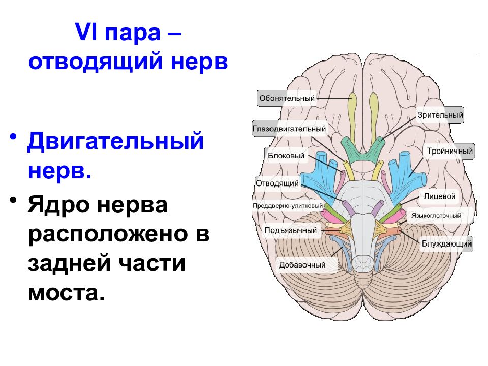 3 4 черепные нервы. 6 Пара черепных нервов ядра. Черепные нервы отводящий нерв. 6 Пара отводящий нерв. Схема 6 пары черепных нервов.