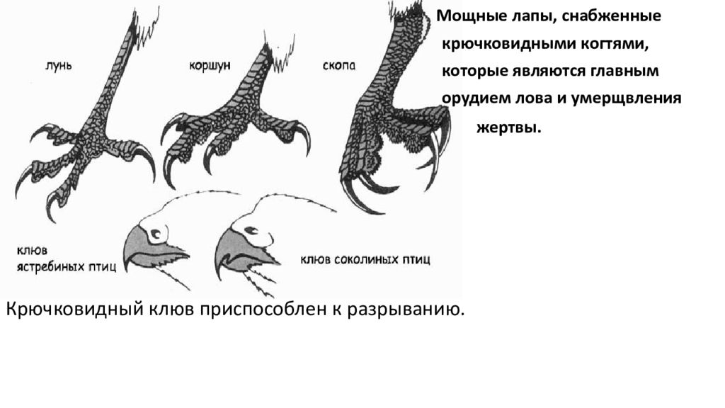 Хищная схема. Строение хищных птиц. Лапы хищных птиц. Конечности дневных хищных птиц. Строение конечностей хищников.