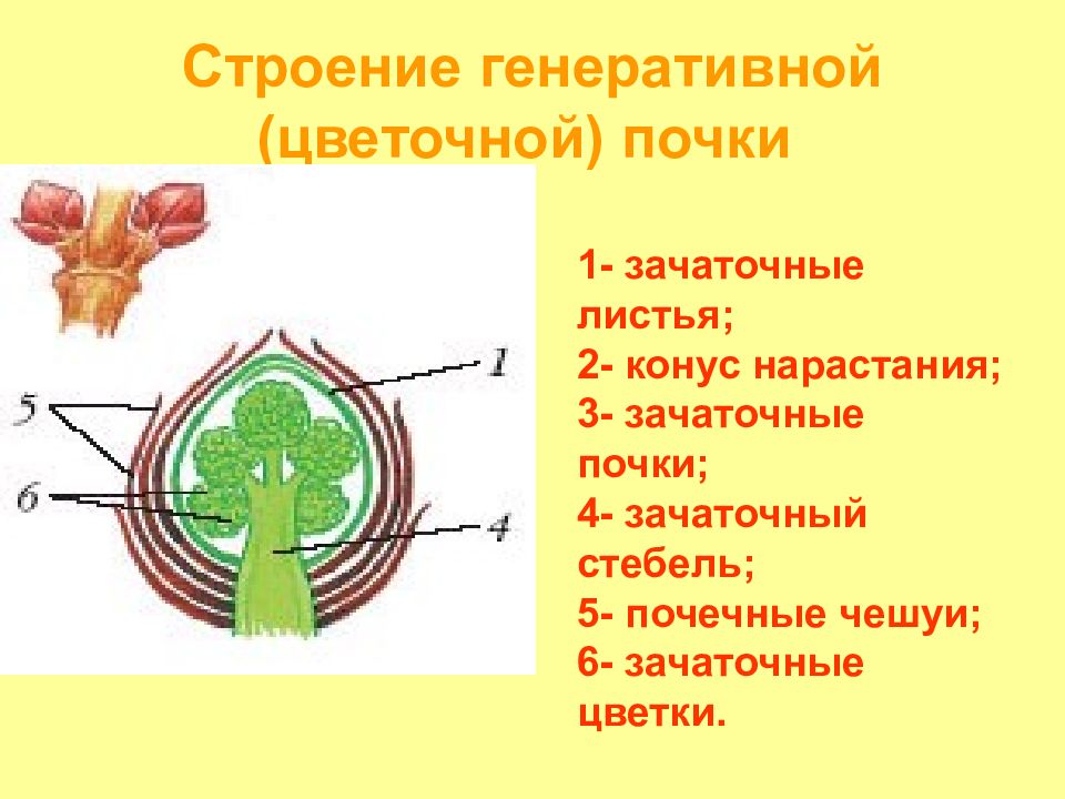 На рисунке зачаточные листья обозначены цифрой