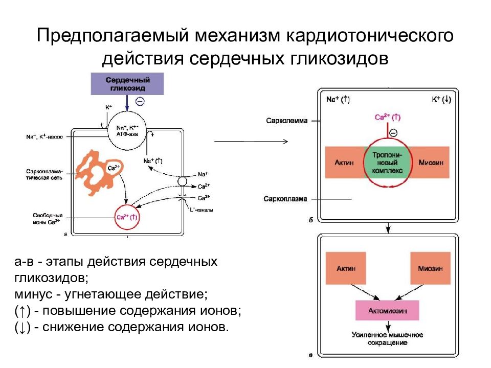 Механизм предполагает. Механизм сердечных гликозидов схема. Механизм положительного инотропного действия сердечных гликозидов. Механизм кардиотонического действия сердечных гликозидов. Механизм сердечных гликозидов фармакология.