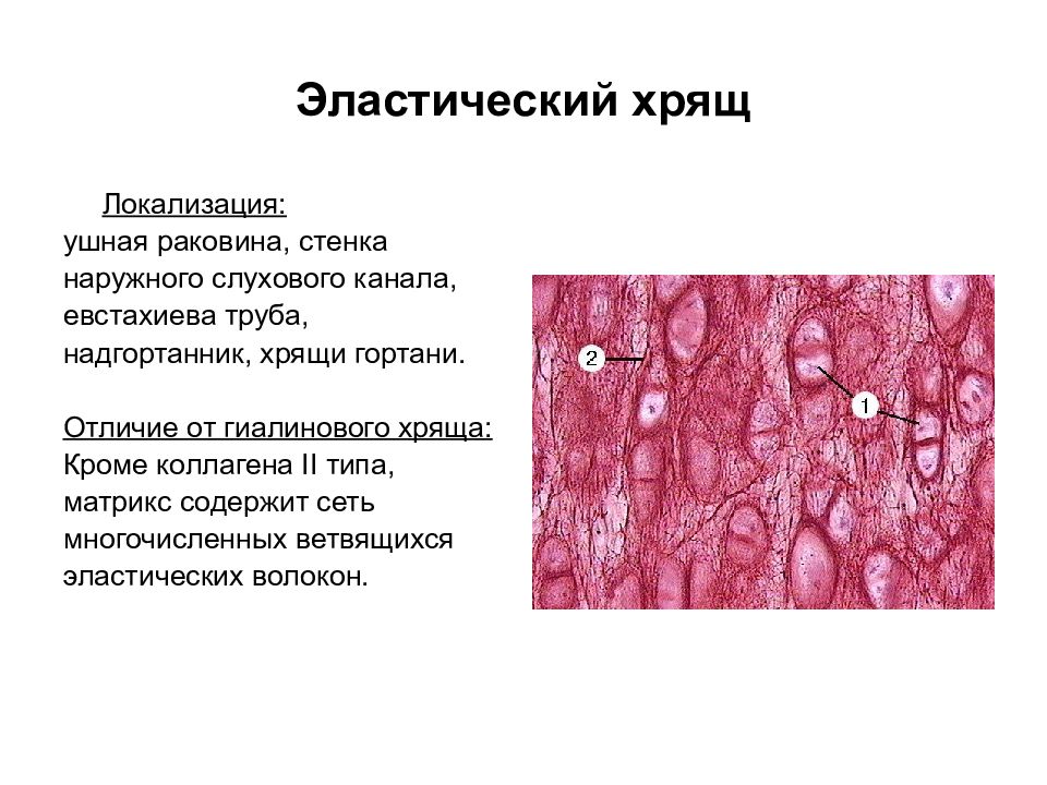 Хрящ образован. Эластический хрящ ушной раковины свиньи. Эластический хрящ гистология. Эластический хрящ ушной раковины гистология. Эластический хрящ ушной раковины препарат.