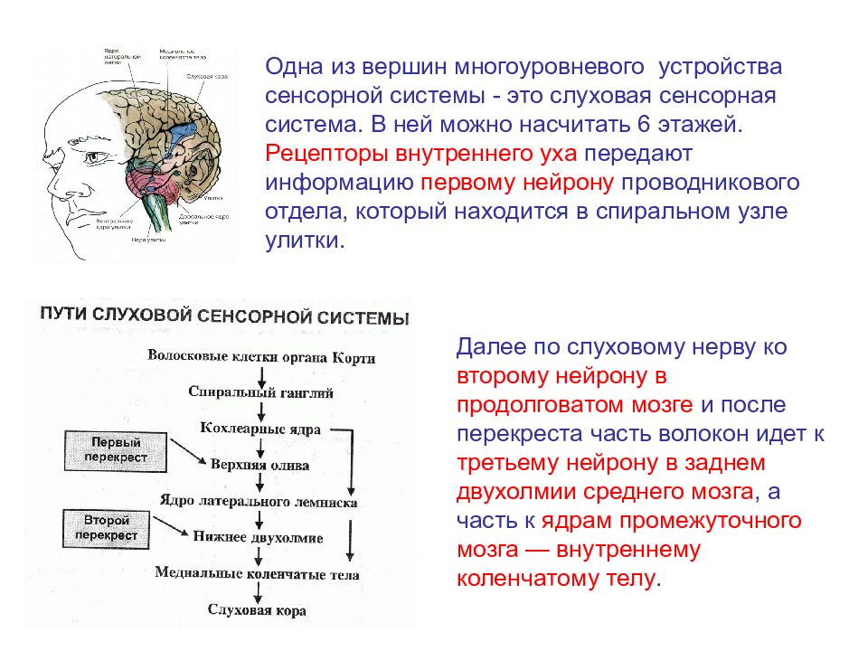 Блок схема слуховой сенсорной системы