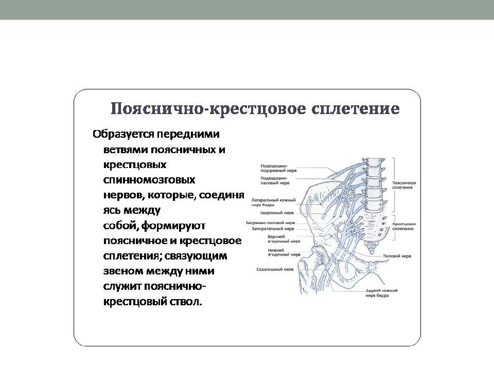 Нервы поясничного сплетения картинка