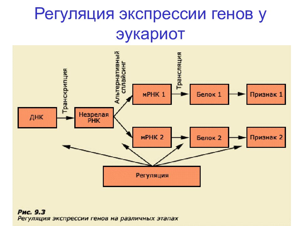 Регуляция активности генов у эукариот. Регуляция активности генов у эукариот схема. Регуляция экспрессии генов у эукариот. Регуляция экспрессии генов у эукариот на уровне транскрипции.